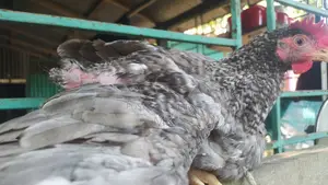 Surma Colored Rooster