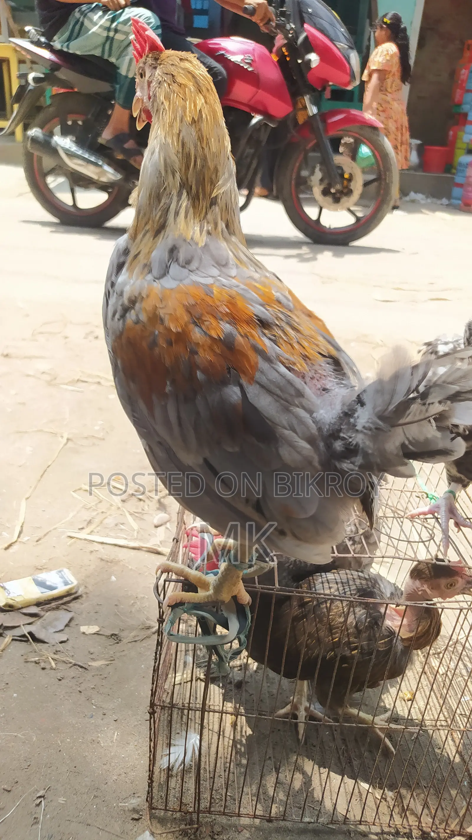 Surma Colored Rooster
