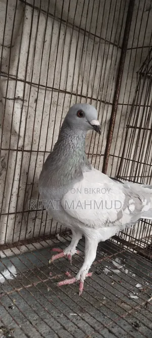 সেল পোস্ট !!