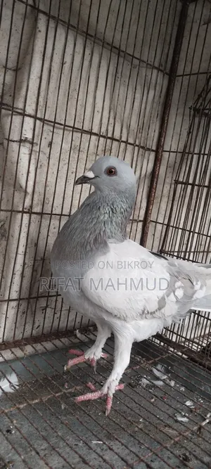 সেল পোস্ট !!