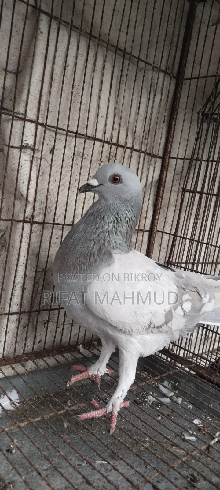 সেল পোস্ট !!