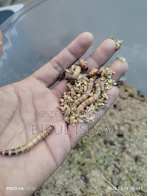 Super Warm Beetle Larvae