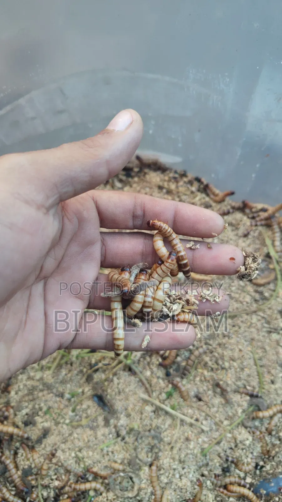 Super Warm Beetle Larvae