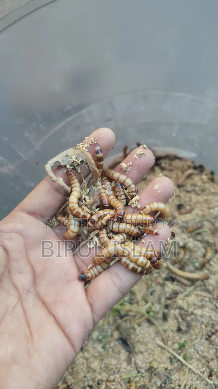 Super Warm Beetle Larvae