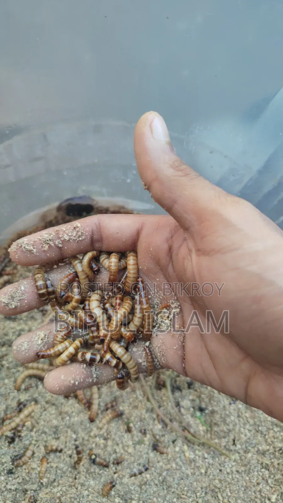Super Warm Beetle Larvae