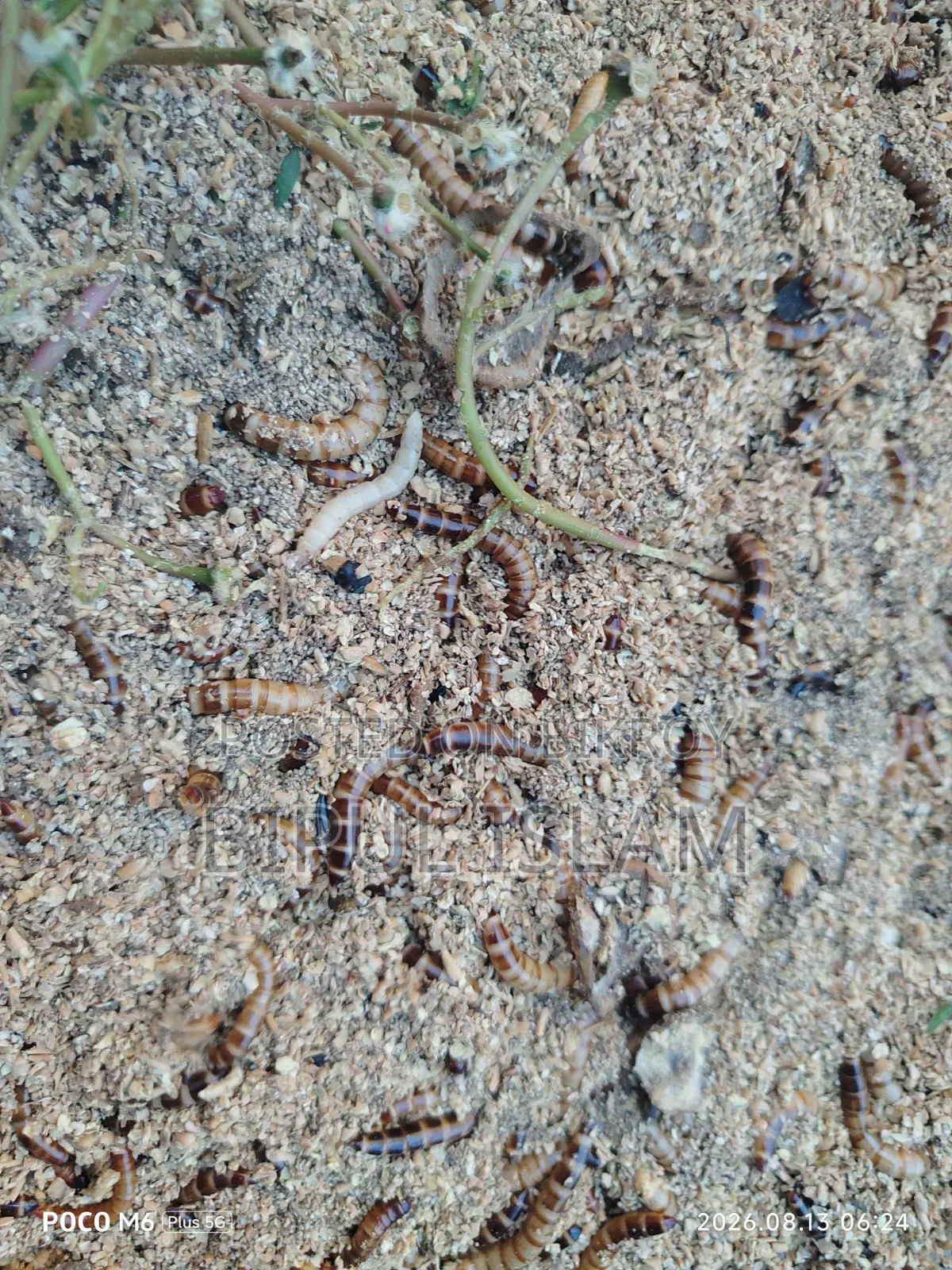 Super Warm Beetle Larvae