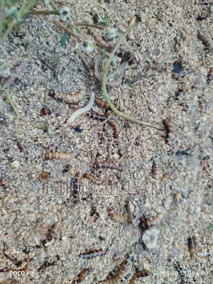 Super Warm Beetle Larvae