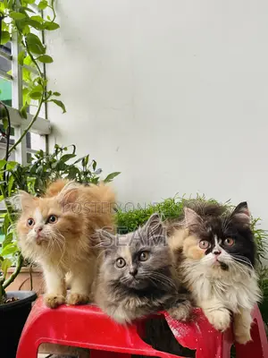 ১-৩ মাস বয়সী ফিমেল পিওরব্রেড পার্সিয়ান