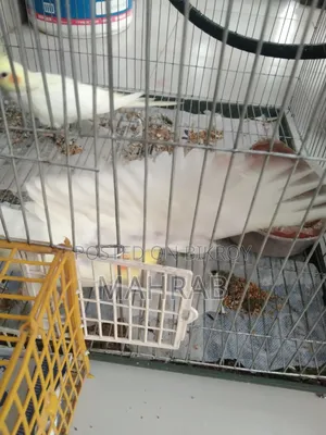 Lutino 1 Pair Full Adult Ready to Breed