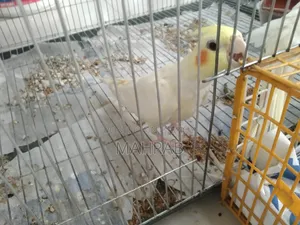 Lutino 1 Pair Full Adult Ready to Breed
