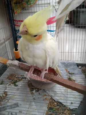 Lutino 1 Pair Full Adult Ready to Breed