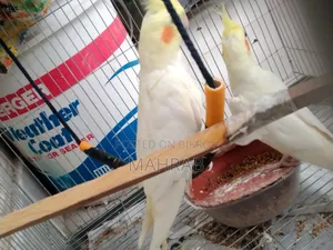 Lutino 1 Pair Full Adult Ready to Breed