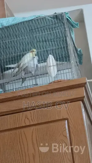 Cocktail Bird