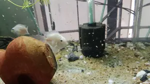White Pollar Parrot Fish
