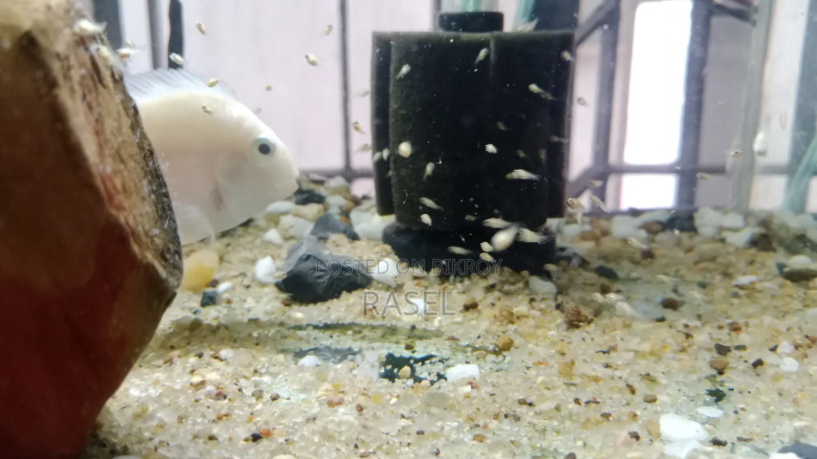 White Pollar Parrot Fish