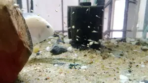 White Pollar Parrot Fish