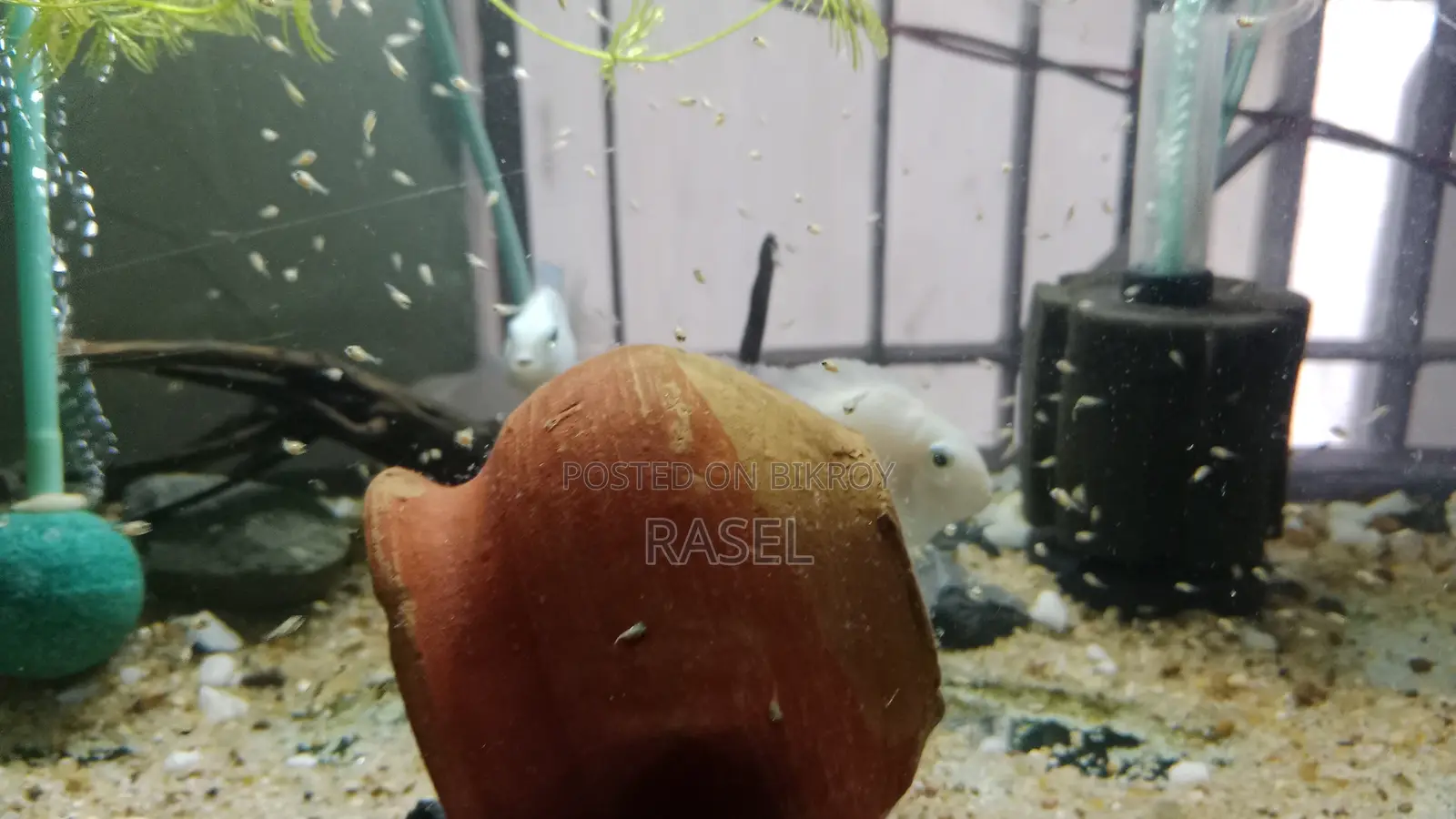 White Pollar Parrot Fish