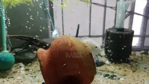White Pollar Parrot Fish
