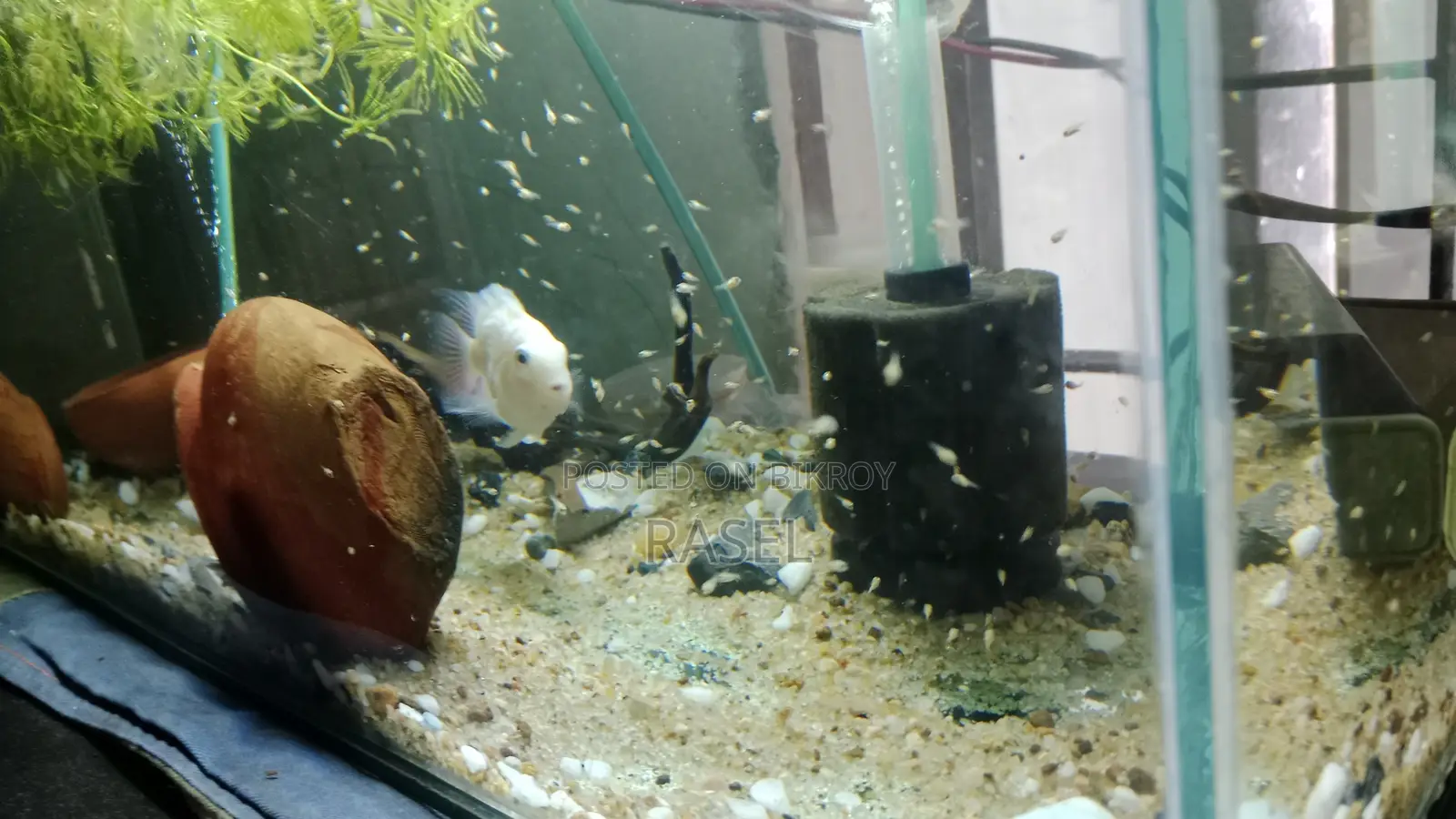 White Pollar Parrot Fish