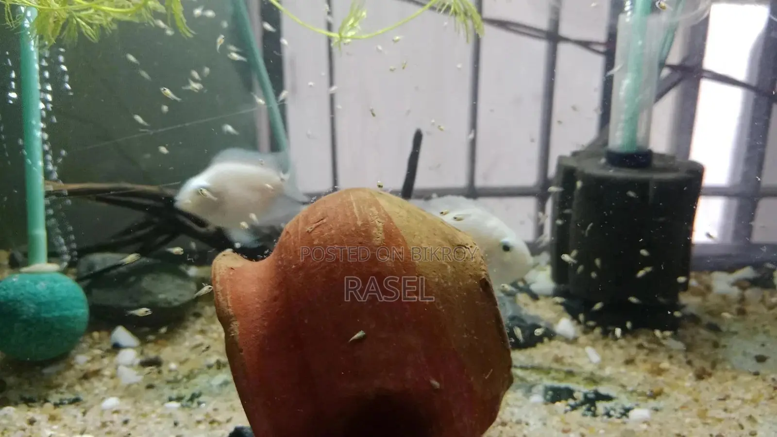 White Pollar Parrot Fish