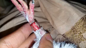 একটা রেডচেকার নর কবুতর বিক্রি হবে