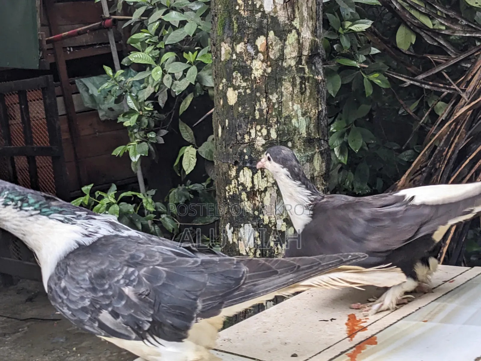 সিরাজি কবুতর