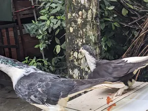 সিরাজি কবুতর