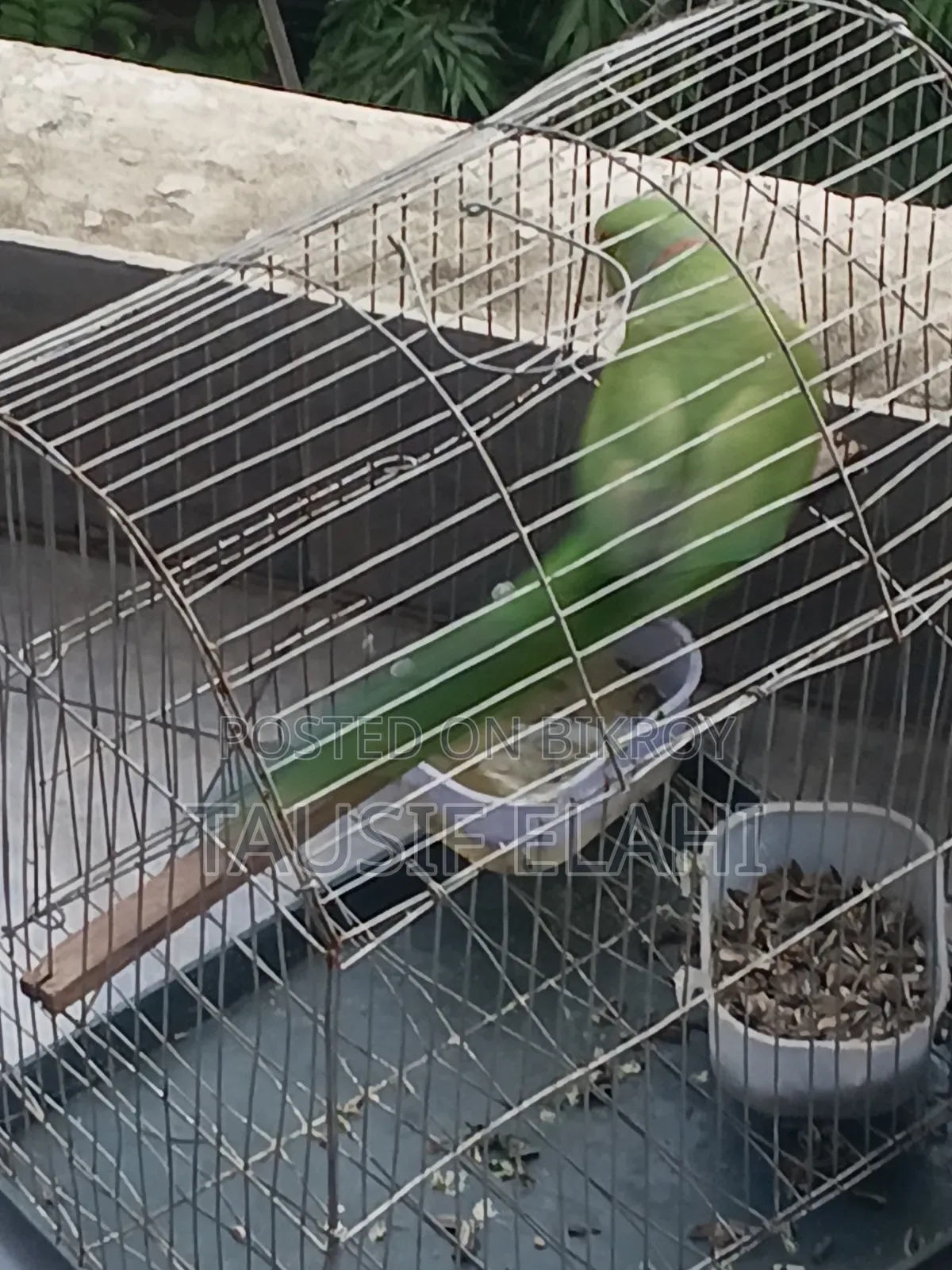 Indian Ring Neck Parrot