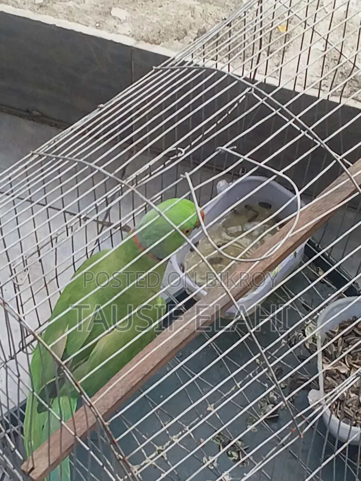 Indian Ring Neck Parrot