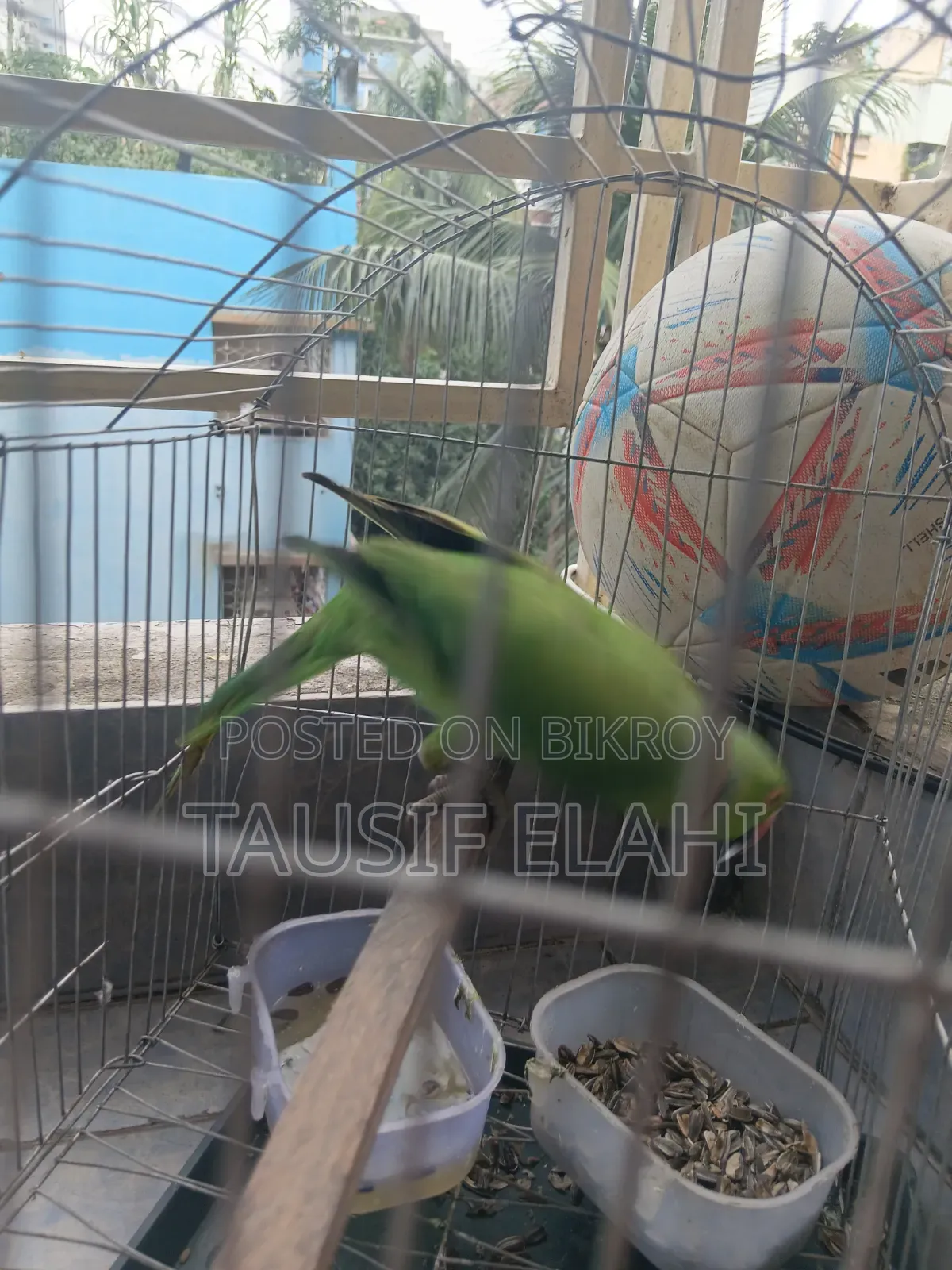Indian Ring Neck Parrot