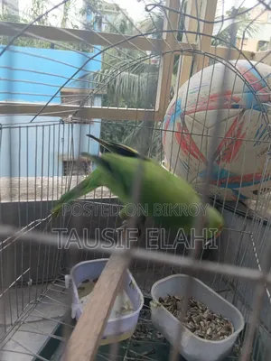 Indian Ring Neck Parrot