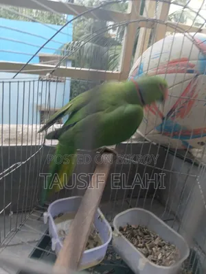 Indian Ring Neck Parrot