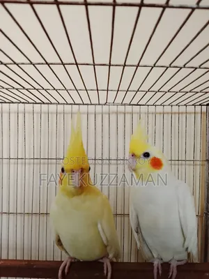 Lutino Cockatiel Bird