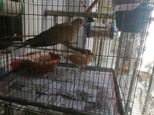 Running dove bird with a baby