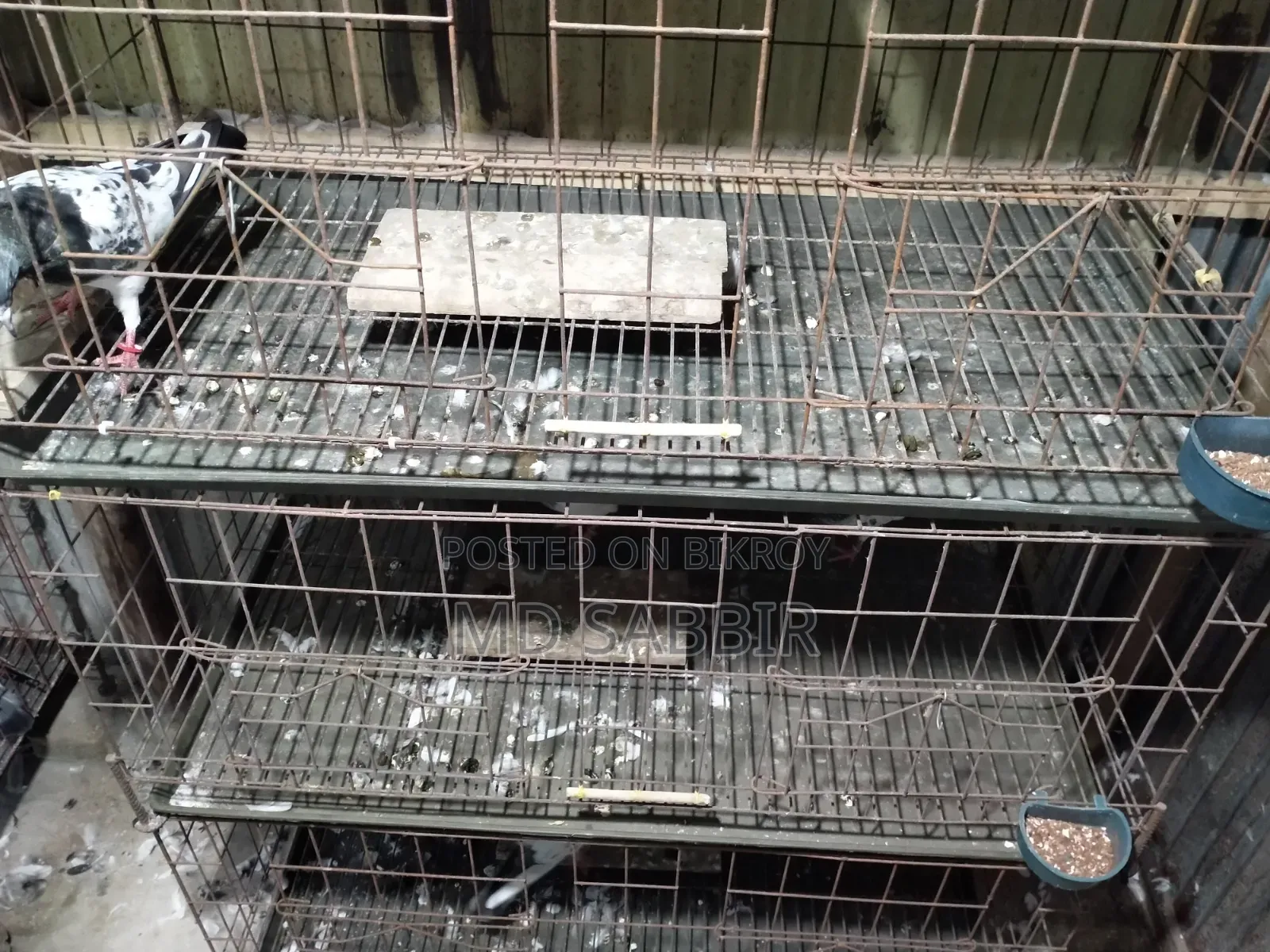 ১৮/৩৬ সাইজের ৪ পিস কাঁচা বিক্রি হবে