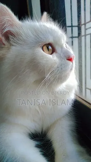 ৬-১২ মাস বয়সী পুরুষ পিওরব্রেড পার্সিয়ান