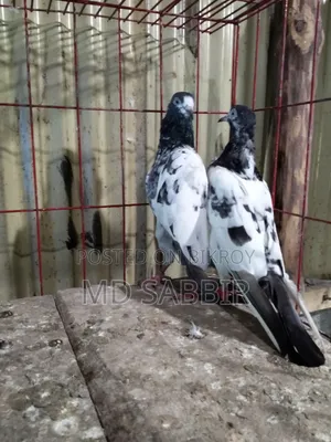 ওমান টেডি রানিং পেয়ার বিক্রি হবে