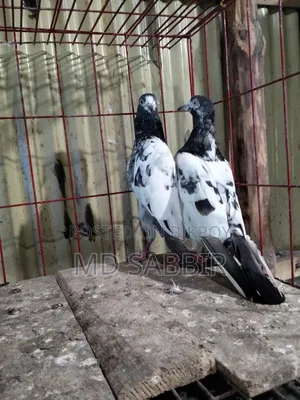 ওমান টেডি রানিং পেয়ার বিক্রি হবে