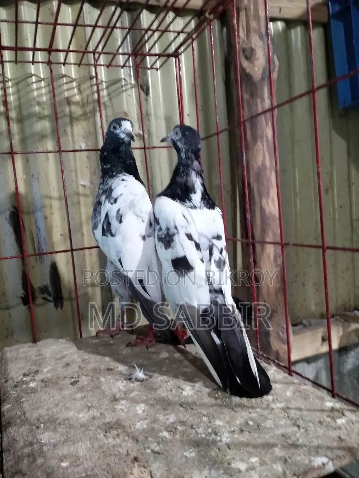 ওমান টেডি রানিং পেয়ার বিক্রি হবে