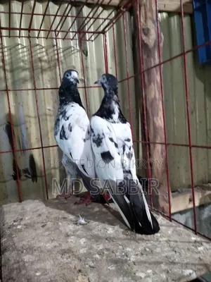 ওমান টেডি রানিং পেয়ার বিক্রি হবে