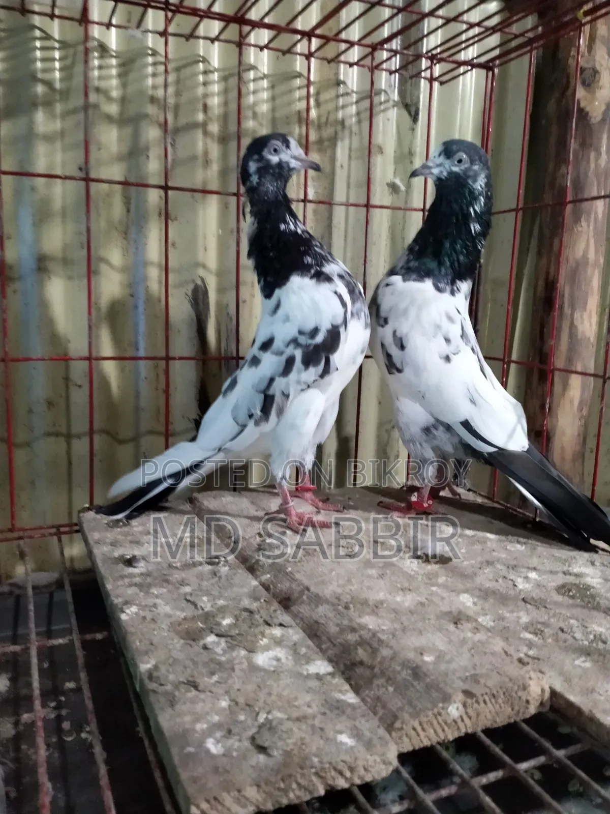ওমান টেডি রানিং পেয়ার বিক্রি হবে