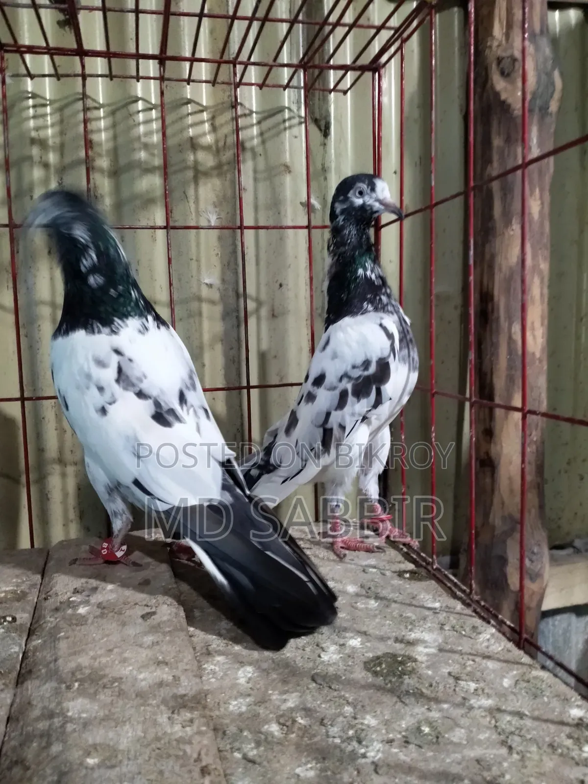 ওমান টেডি রানিং পেয়ার বিক্রি হবে