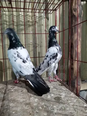ওমান টেডি রানিং পেয়ার বিক্রি হবে