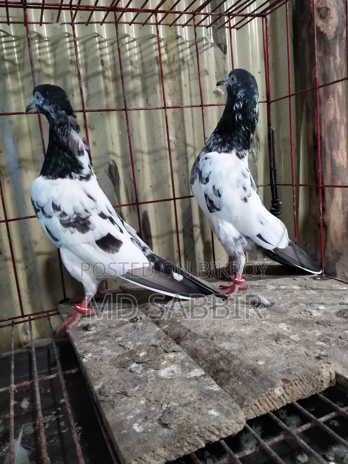 ওমান টেডি রানিং পেয়ার বিক্রি হবে