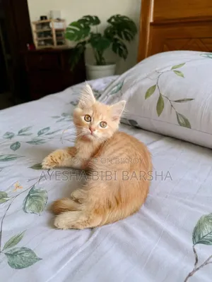১-৩ মাসের মেল পিউরব্রেড পার্সিয়ান