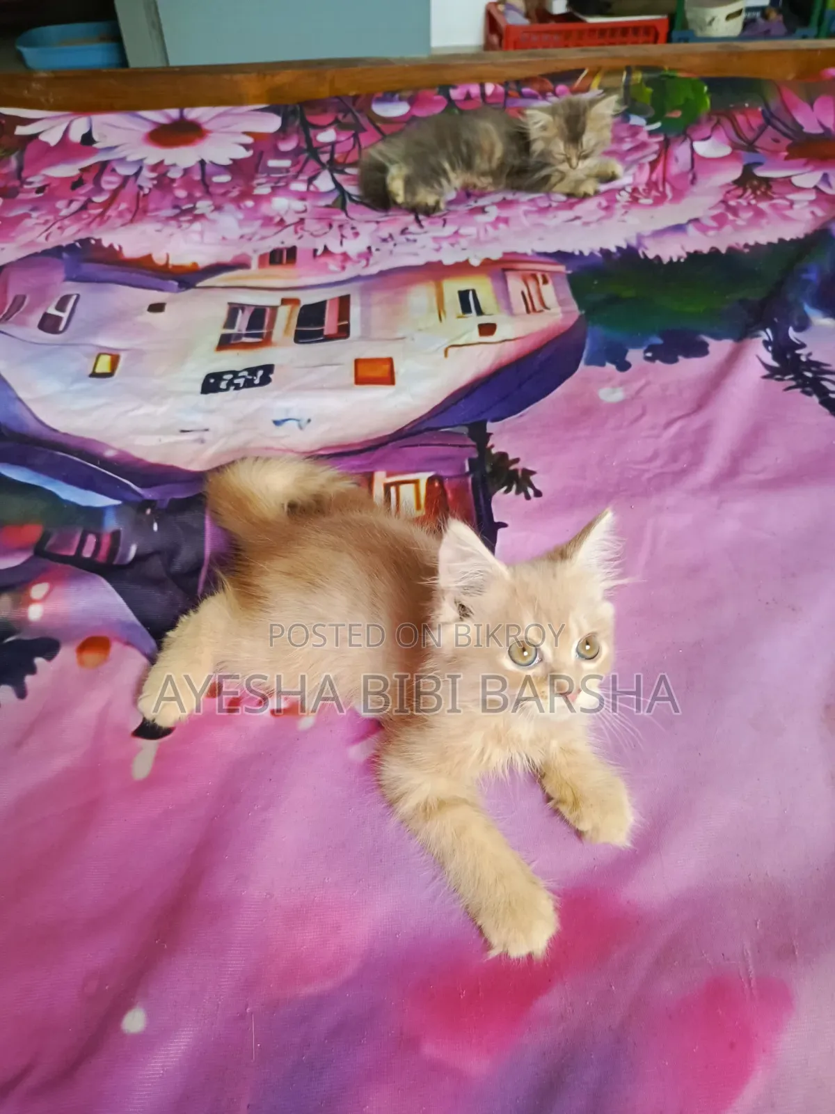 ১-৩ মাসের মেল পিউরব্রেড পার্সিয়ান