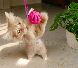 ১-৩ মাসের মেল পিউরব্রেড পার্সিয়ান