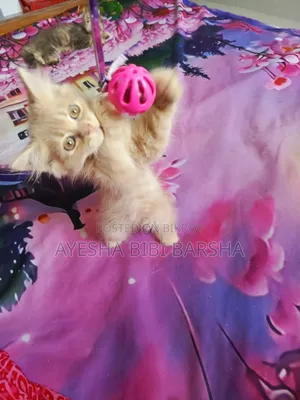 1-3 months Male Purebred Persian