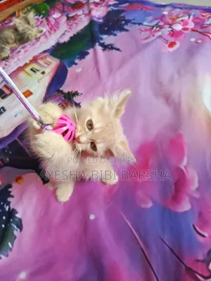 1-3 months Male Purebred Persian