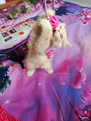 1-3 months Male Purebred Persian